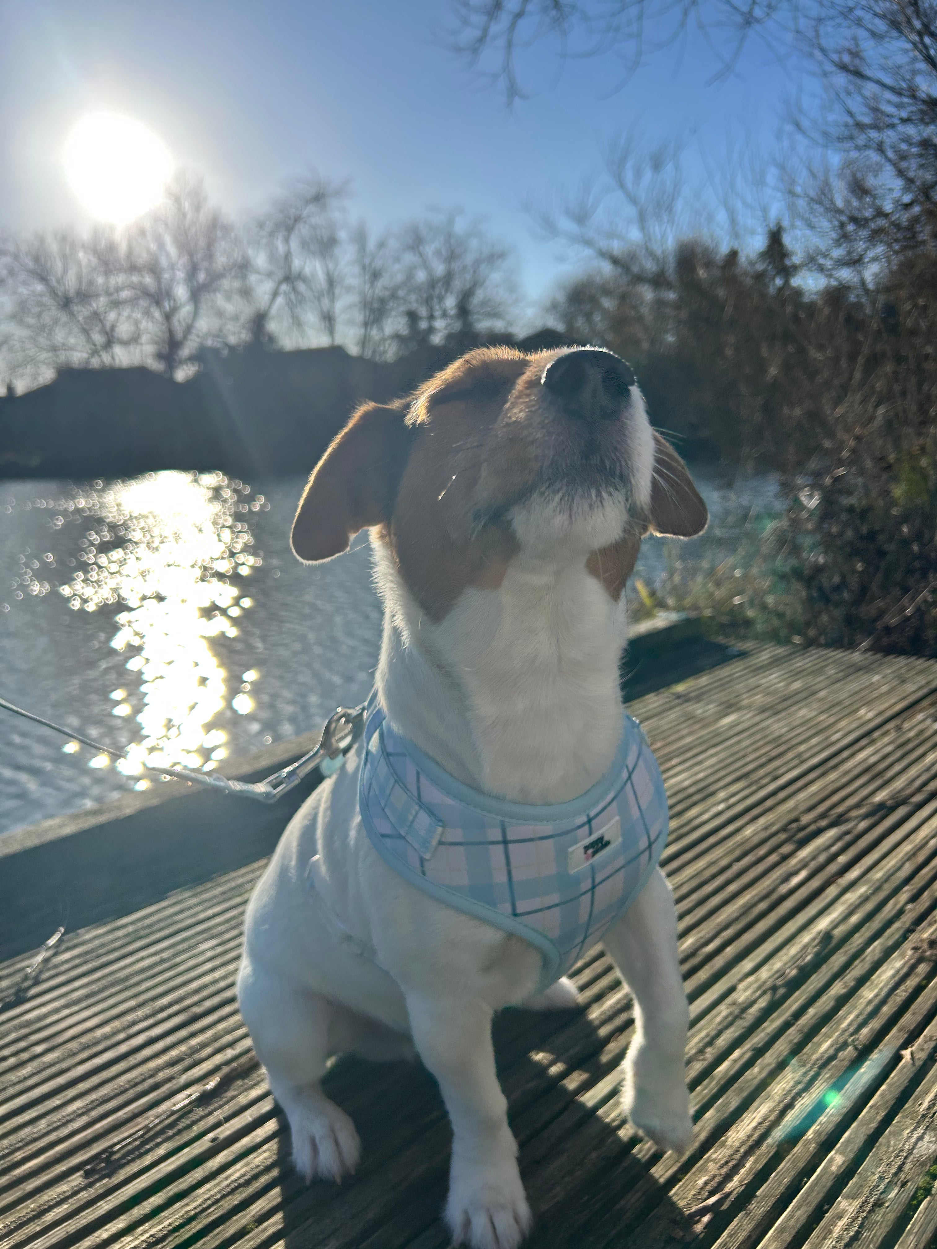 Ottilie Harness - Blue