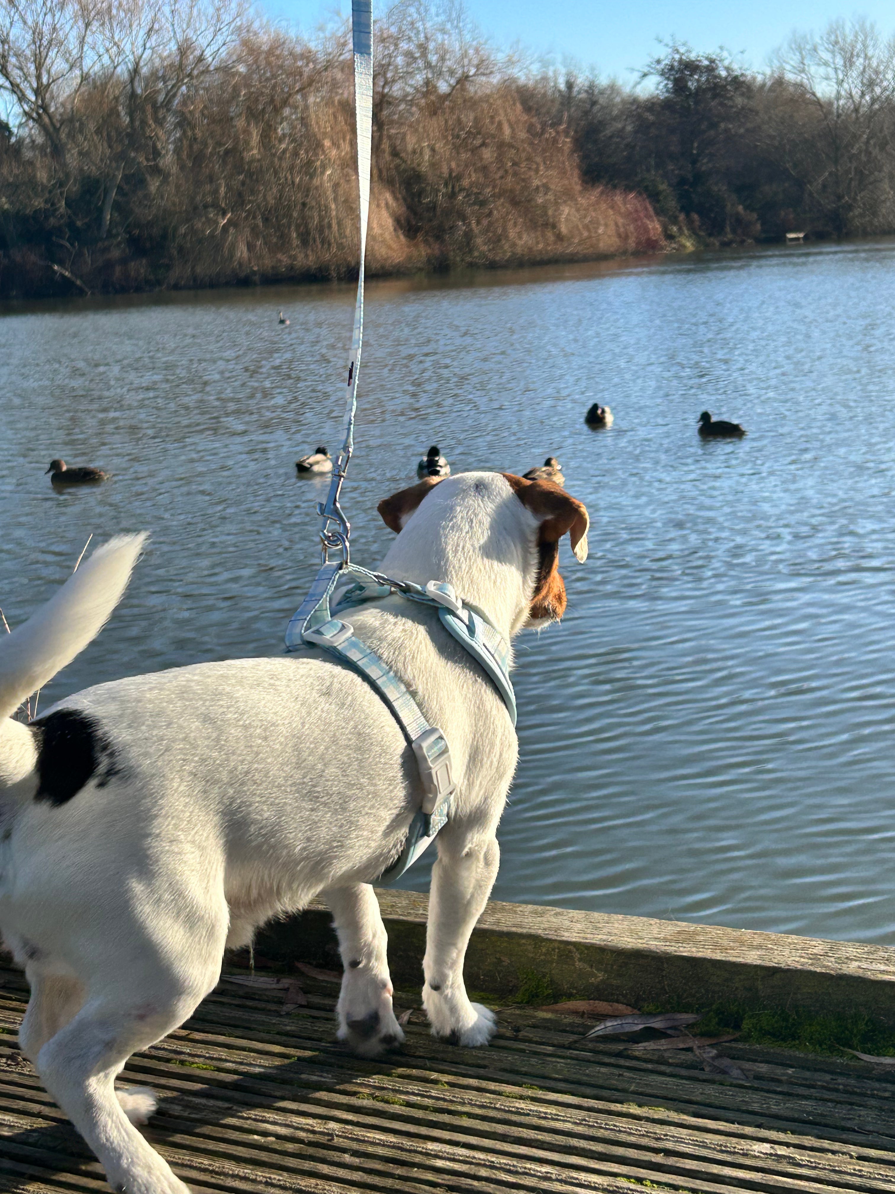 Ottilie Harness - Blue