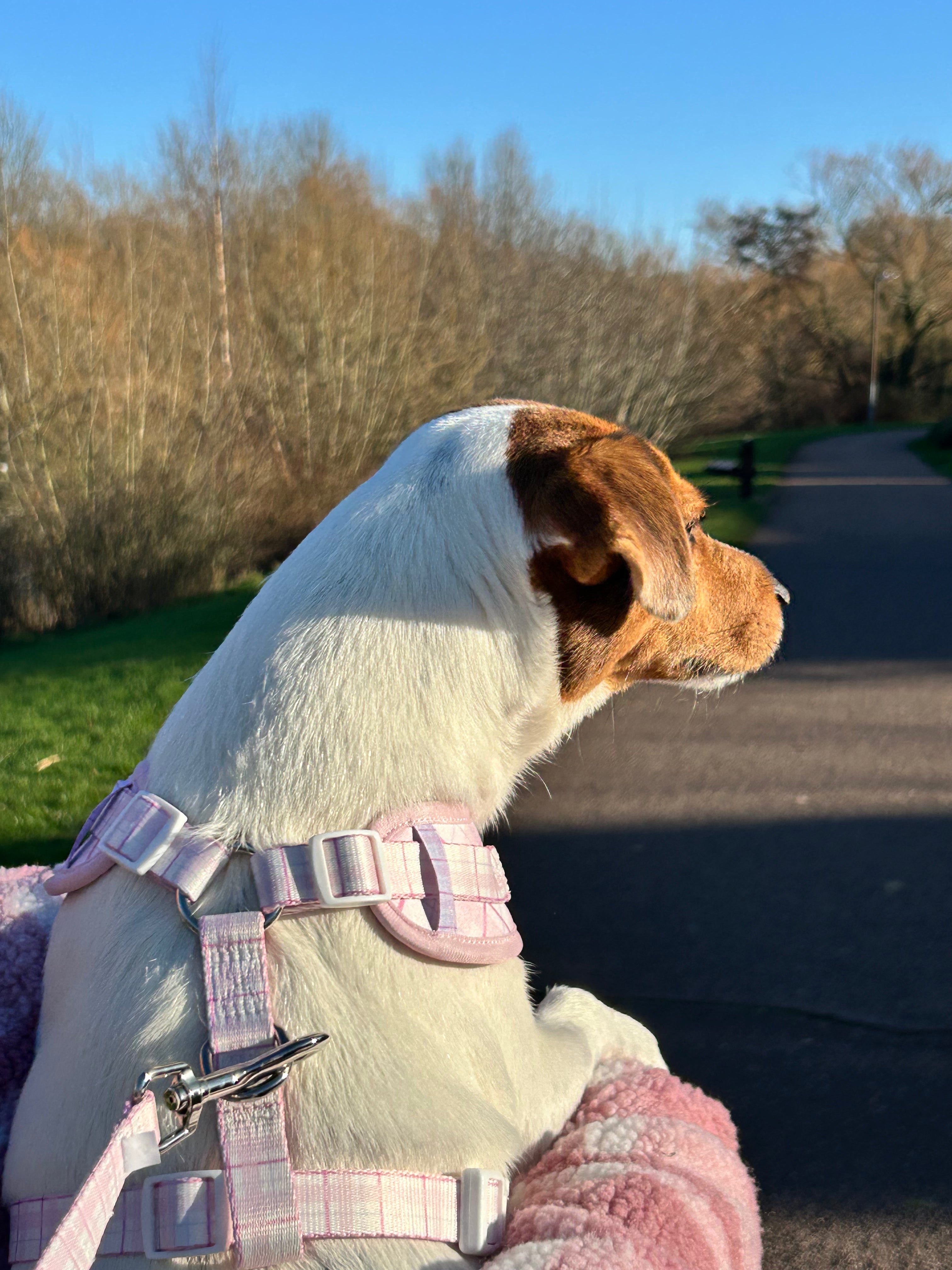 Ottilie Harness - Pink