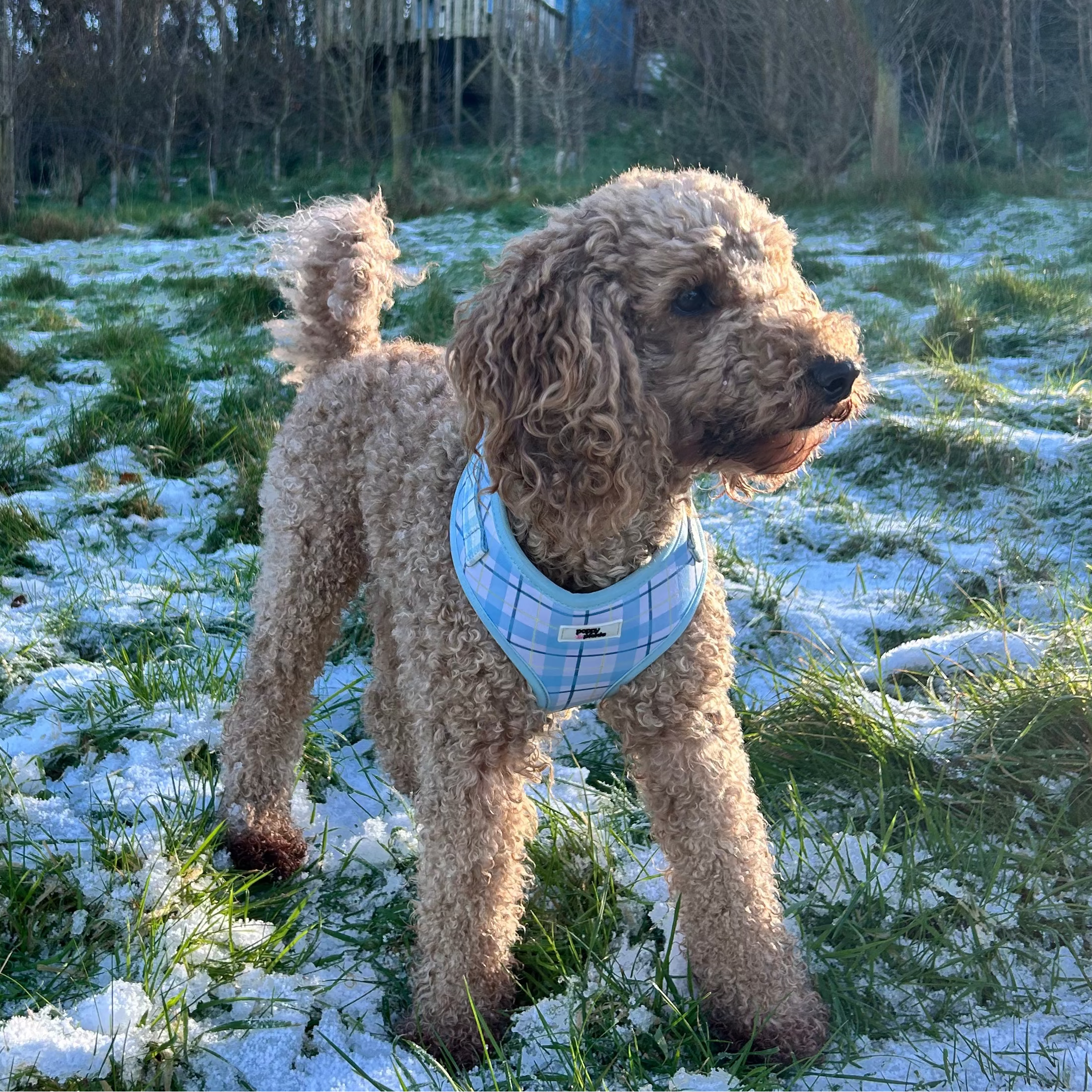 Dog standing on a frosty grassy field with trees and a blue sky in the background