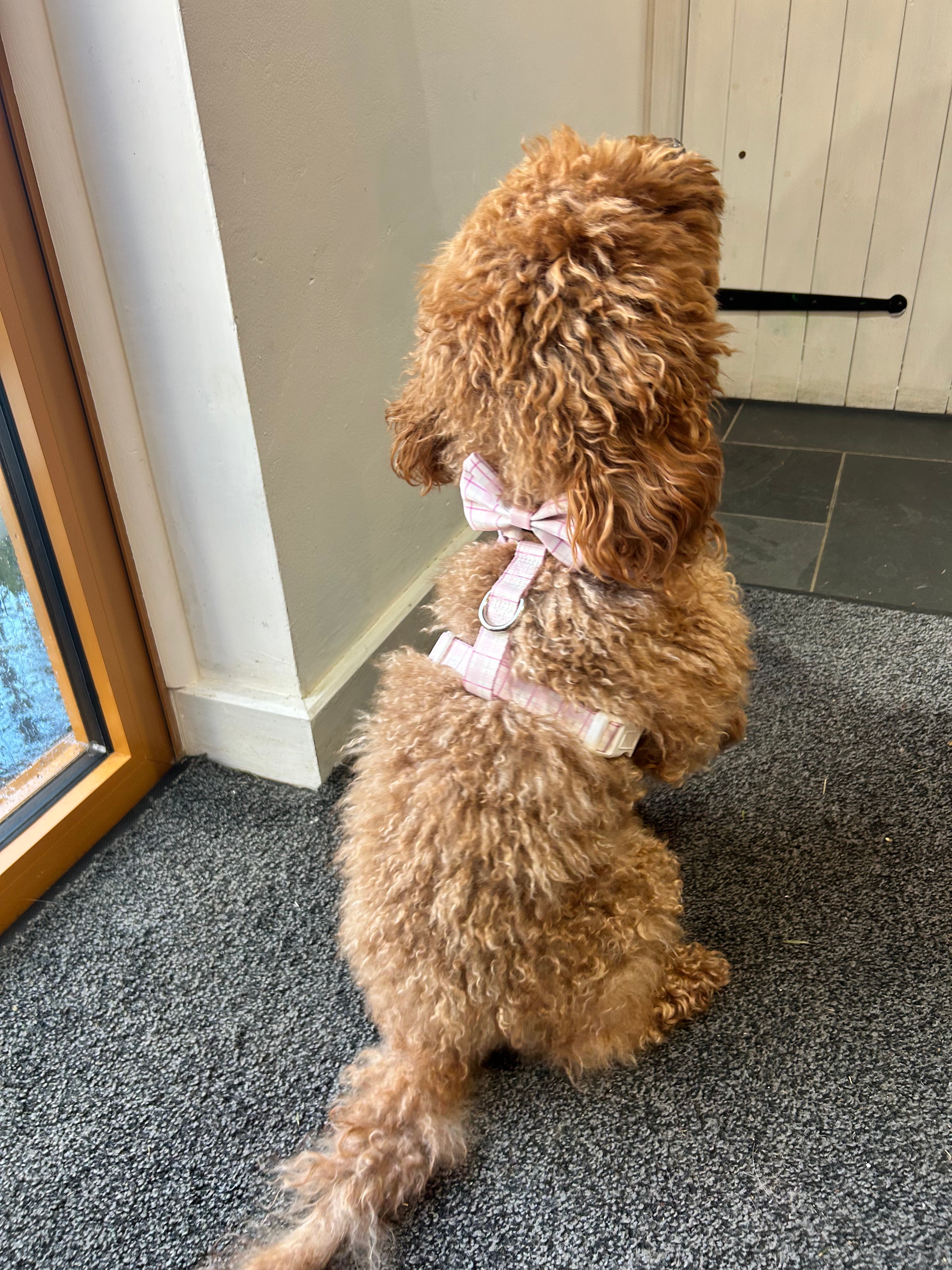 Ottilie Harness - Pink